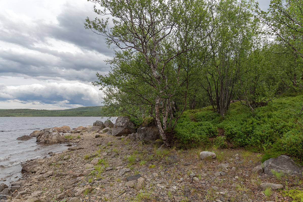 Окрестности Рогозера, image of landscape/habitat.