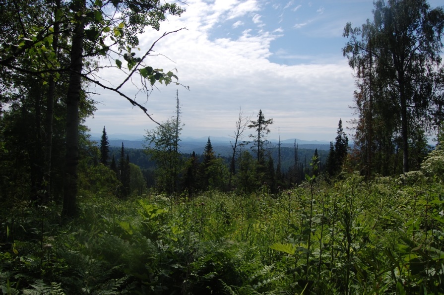 Река Солдатка, image of landscape/habitat.