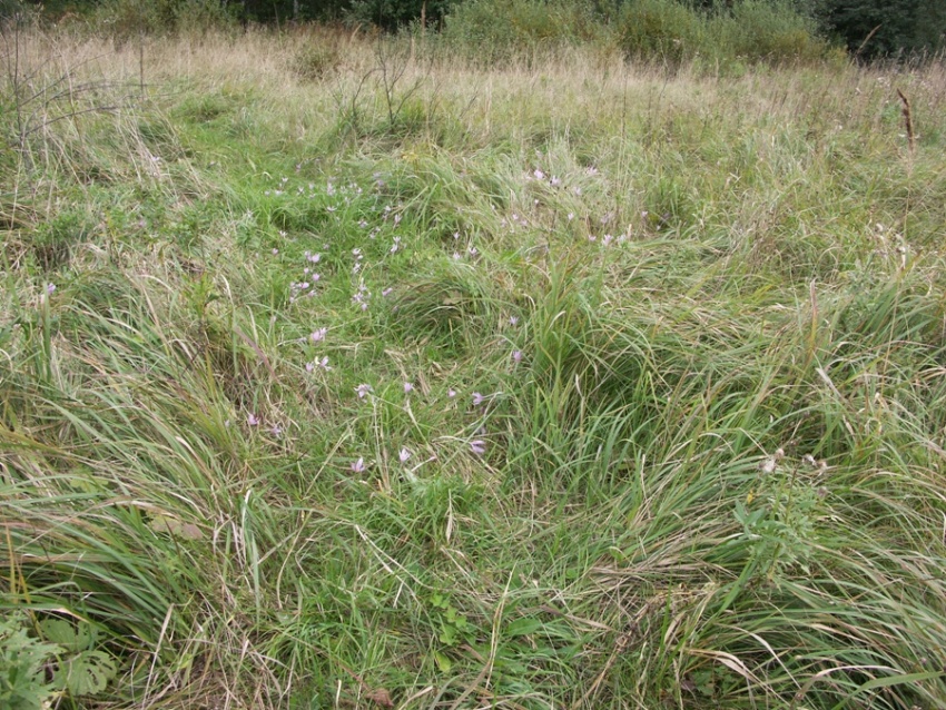 Луг в окрестностях поселка Тосно, image of landscape/habitat.