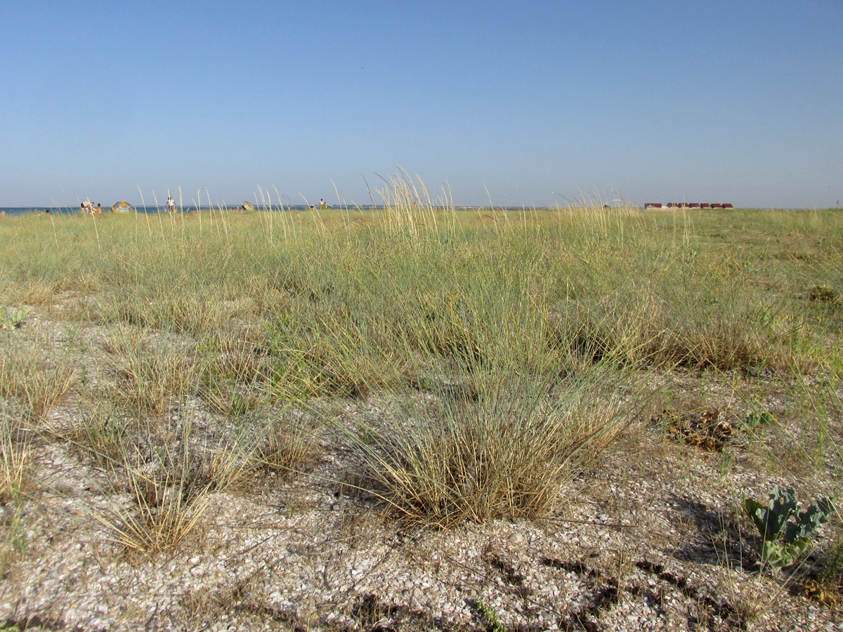 Бакальская коса, image of landscape/habitat.