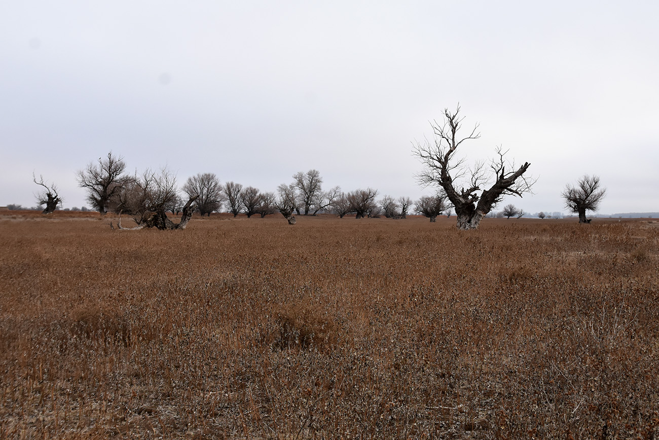 Вершина дельты Волги, image of landscape/habitat.