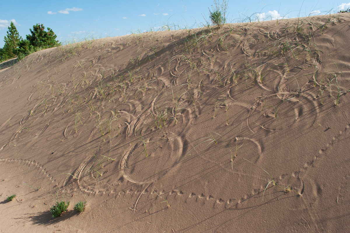 Самыс-Кумага, image of landscape/habitat.