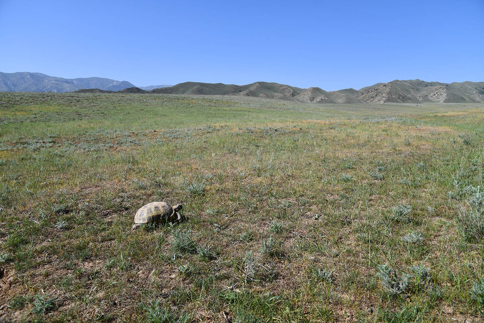 Гальчабаши, image of landscape/habitat.