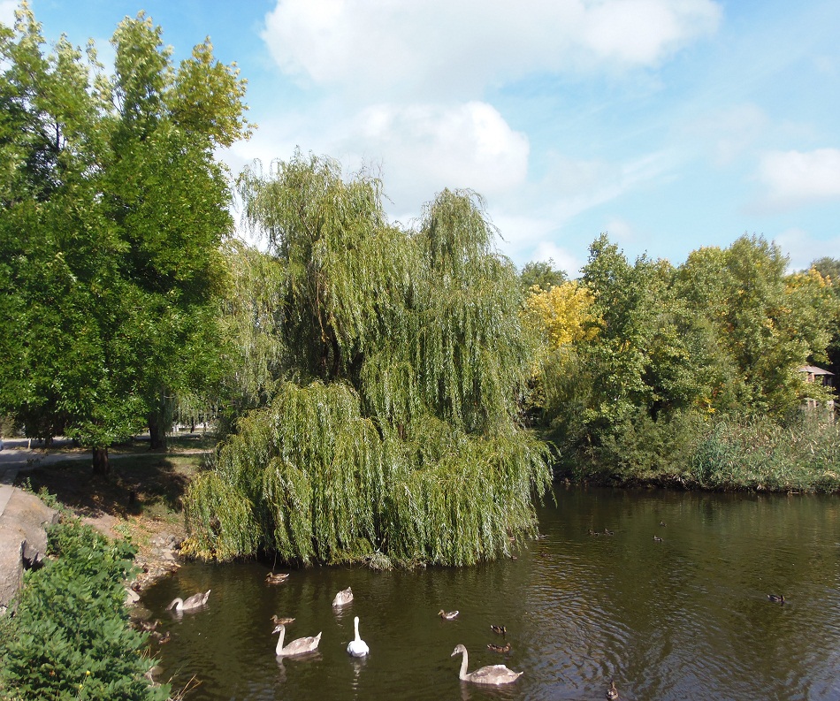 Город Запорожье, image of landscape/habitat.