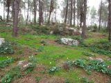 Предгорья Иудеи, image of landscape/habitat.