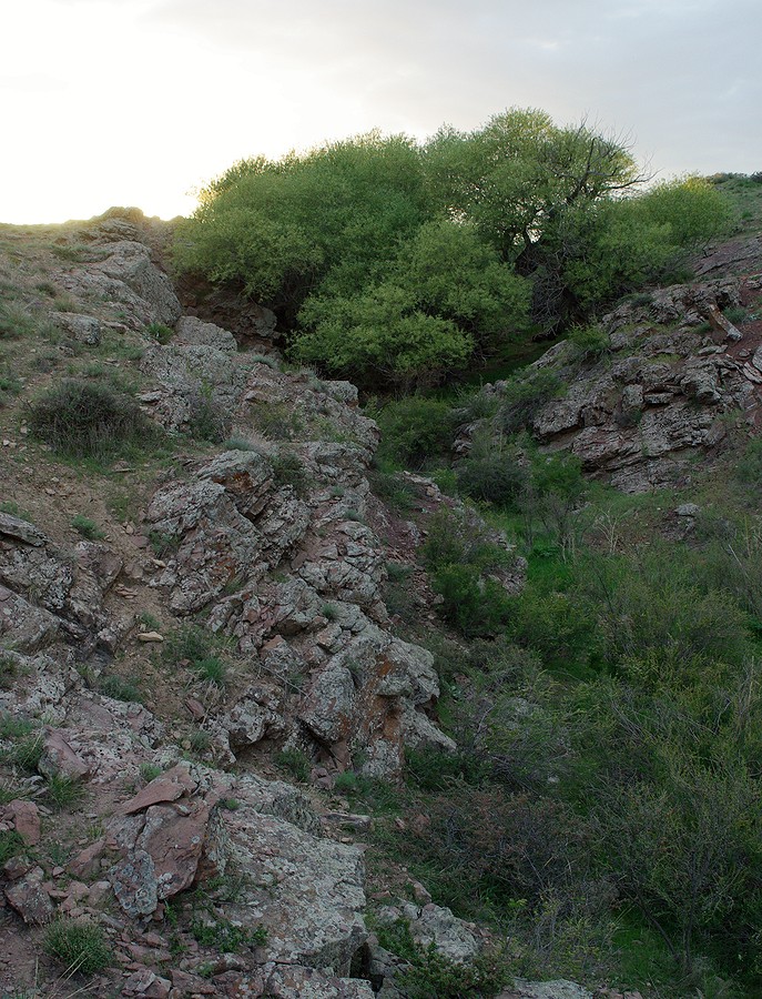 Бесарык, image of landscape/habitat.