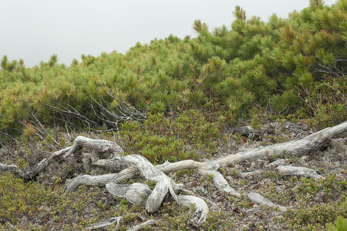 Сухарная, image of landscape/habitat.