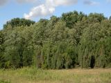 Image of landscape