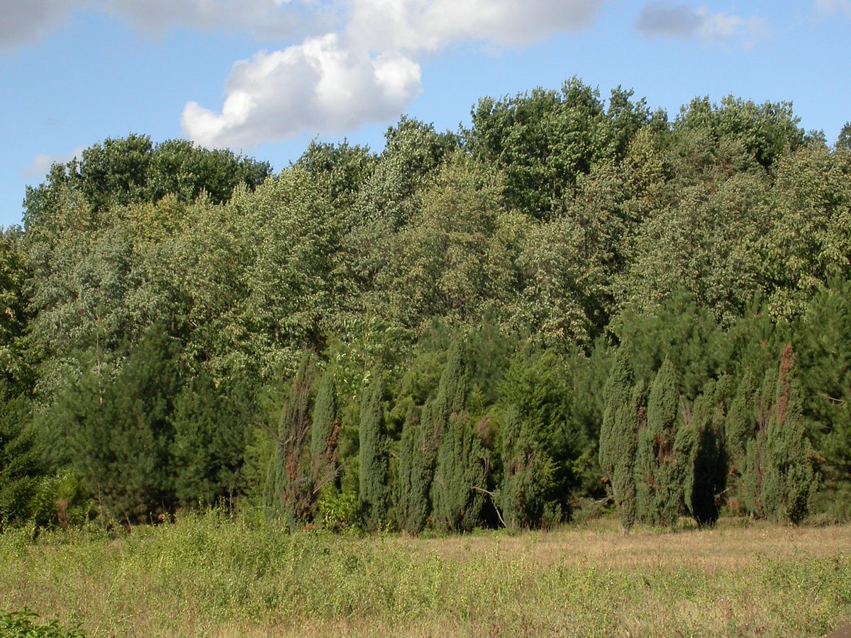 Краснодарский ботанический сад, изображение ландшафта.
