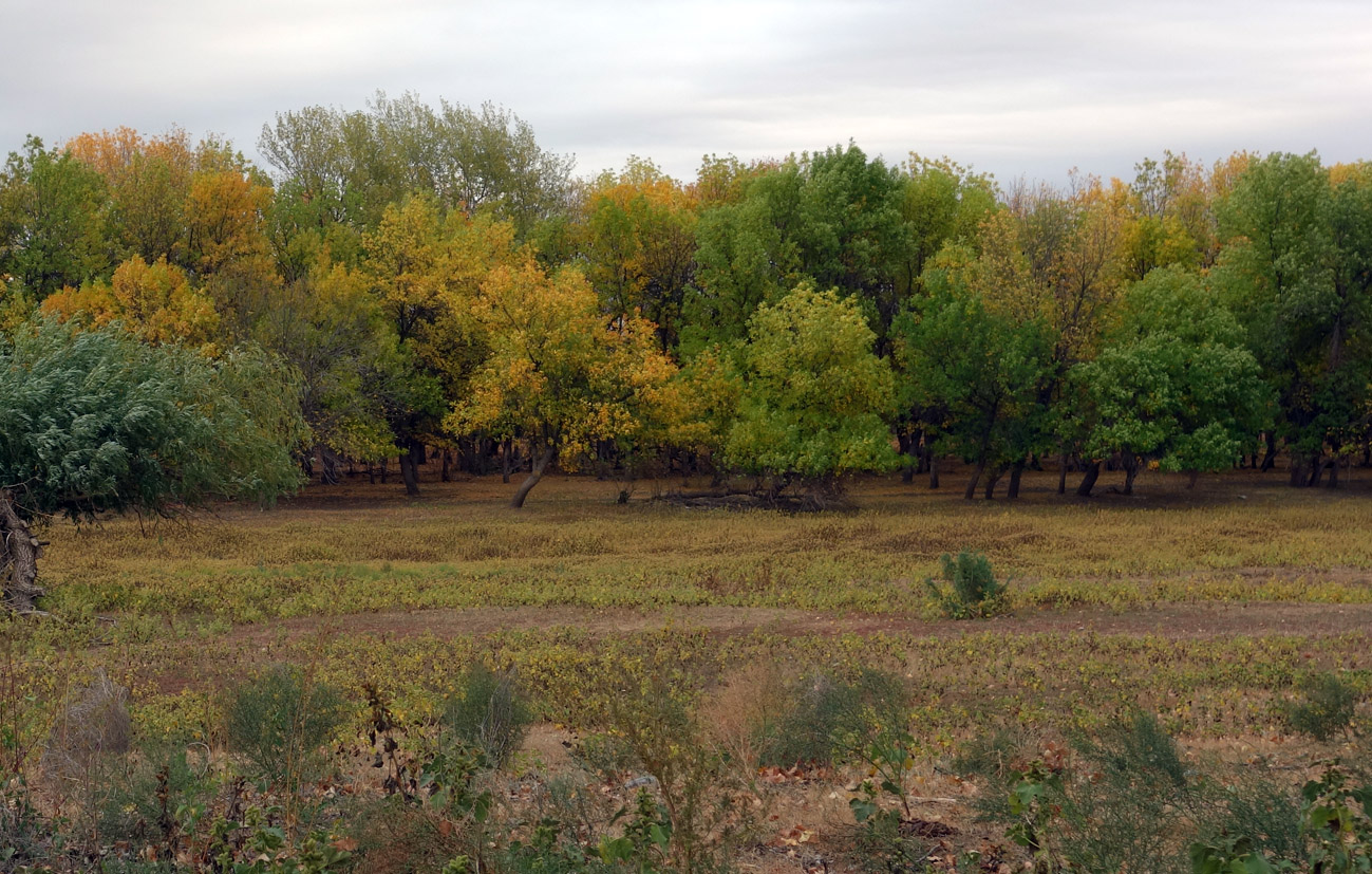 Досанг, image of landscape/habitat.