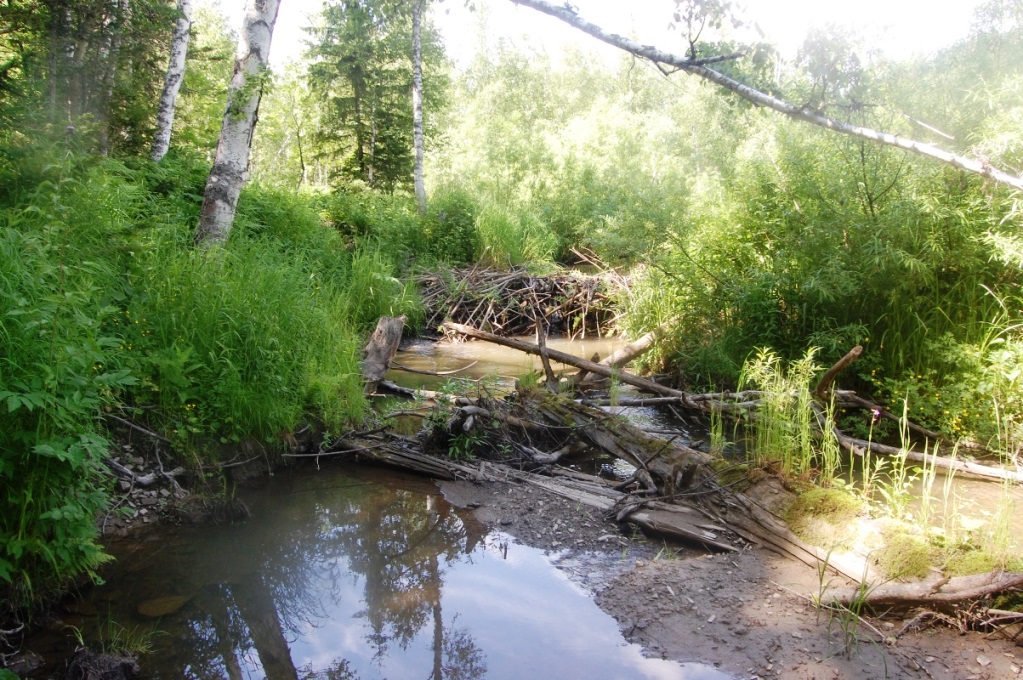 Река Солдатка, image of landscape/habitat.