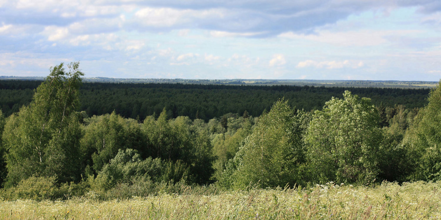 Окрестности д. Повернихино, image of landscape/habitat.