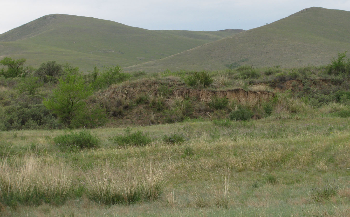 Дырестуй, image of landscape/habitat.