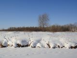 Позднякова, image of landscape/habitat.