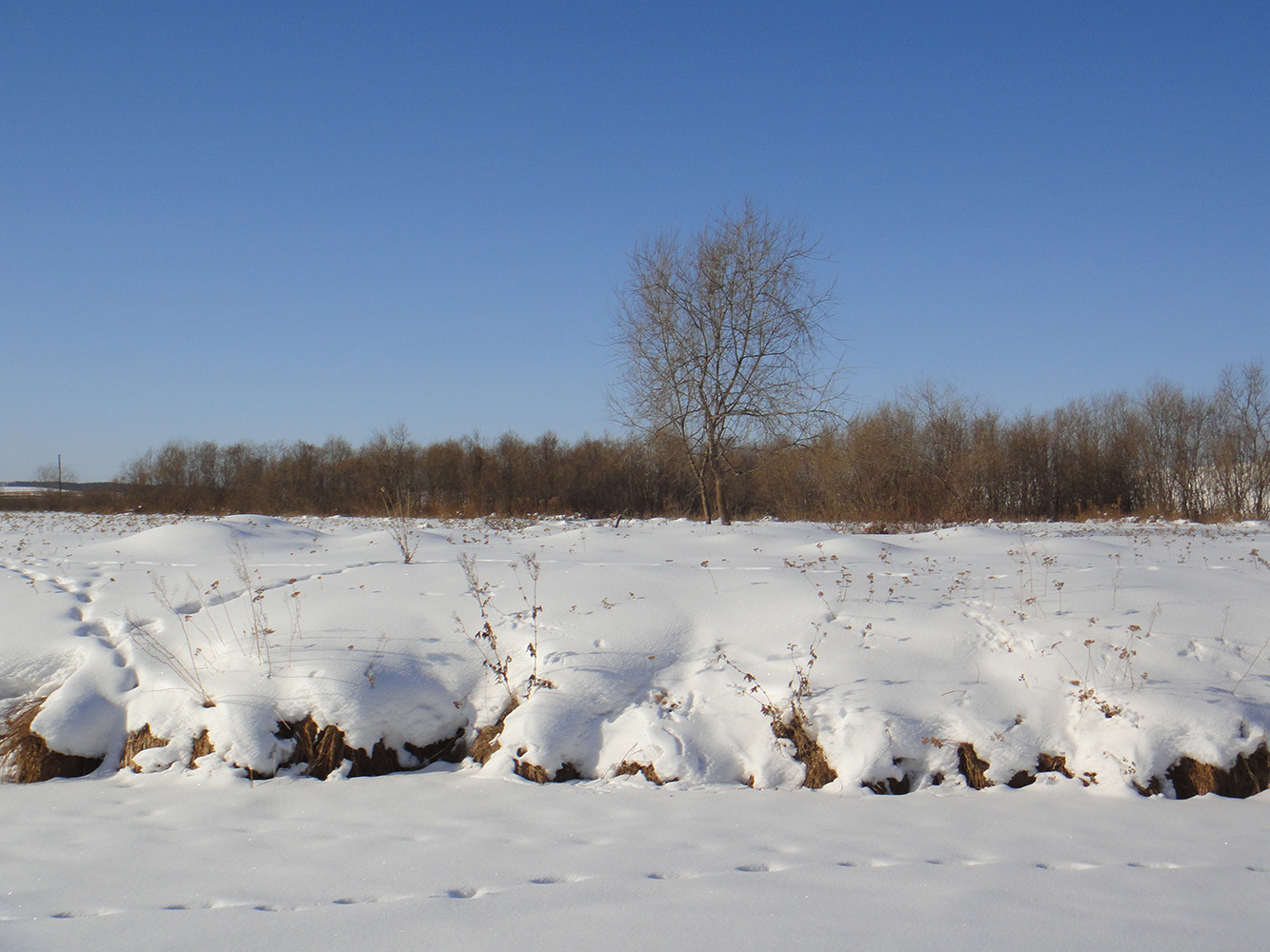 Позднякова, image of landscape/habitat.