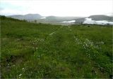 Кершор, image of landscape/habitat.
