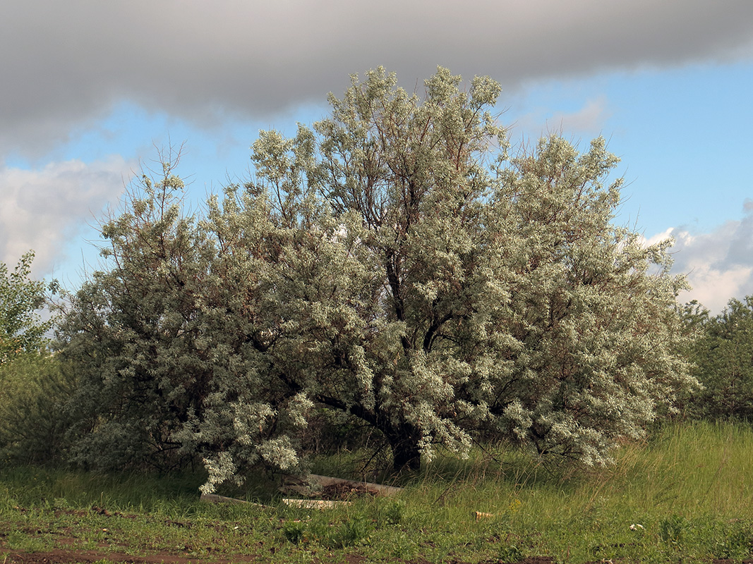 Верхняя Терраса и окрестности, image of landscape/habitat.