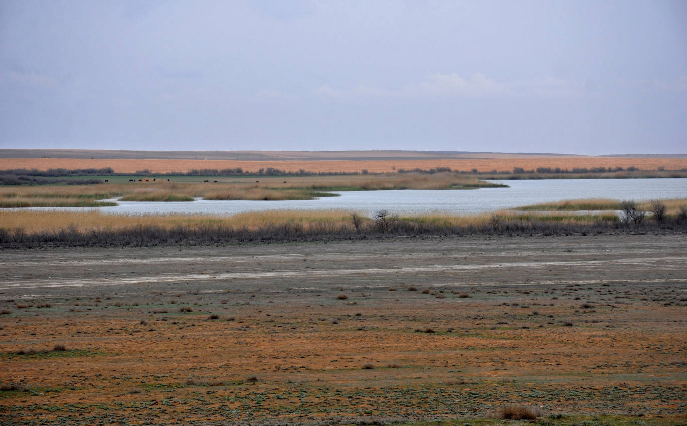 Окрестности посёлка Басинск, image of landscape/habitat.