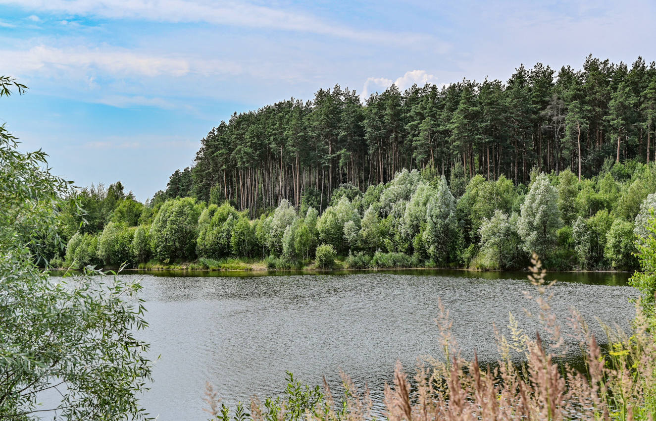 Окрестности СНТ "Купавна", image of landscape/habitat.