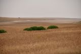 Бархан Большой Брат, image of landscape/habitat.