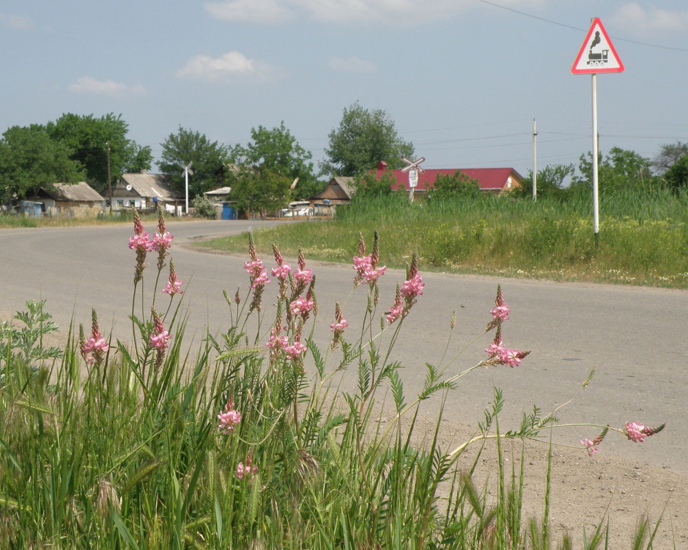 Станица Кущёвская, image of landscape/habitat.