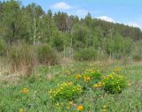 Долина реки Иркут, image of landscape/habitat.