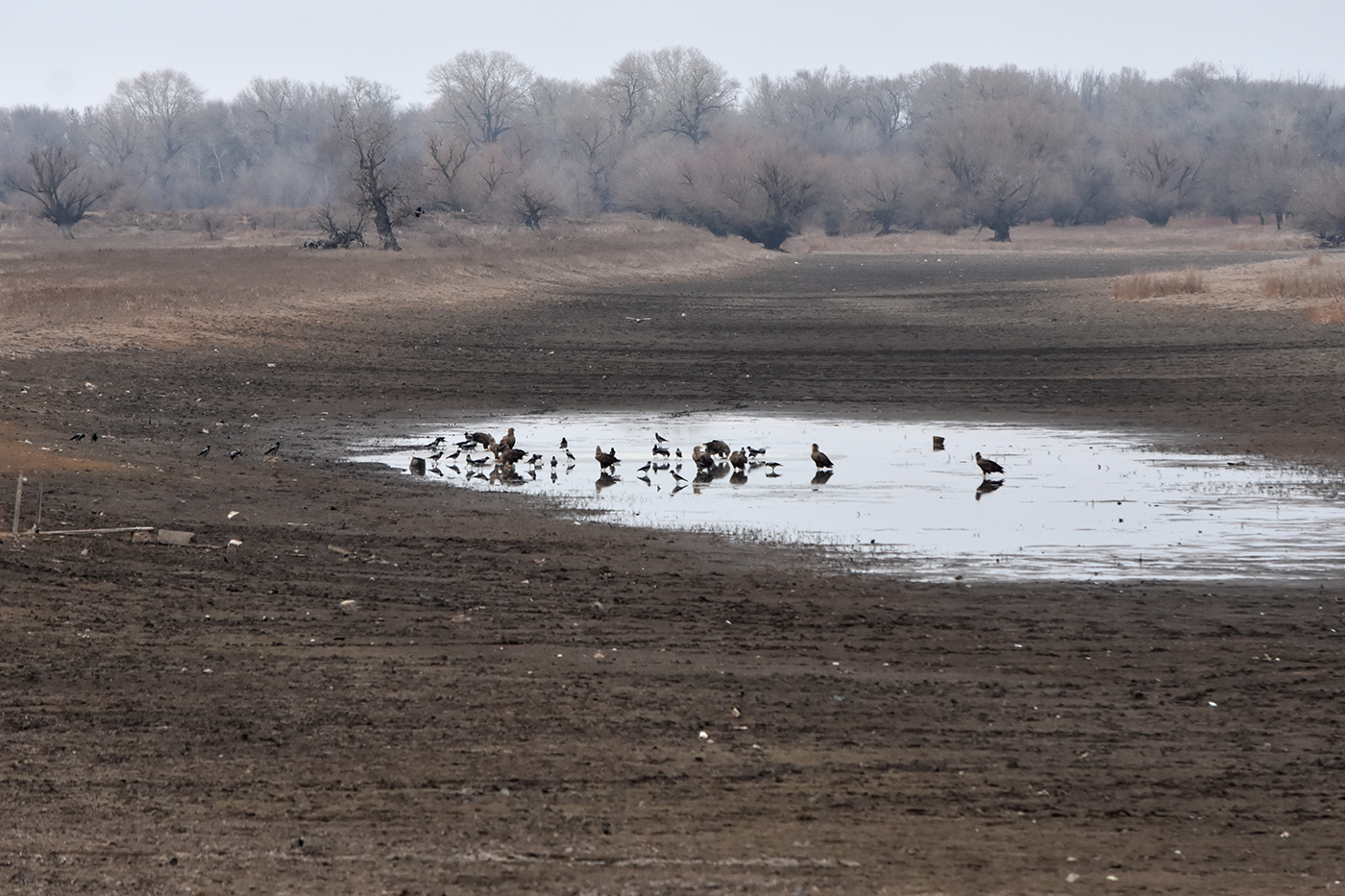 Вершина дельты Волги, image of landscape/habitat.