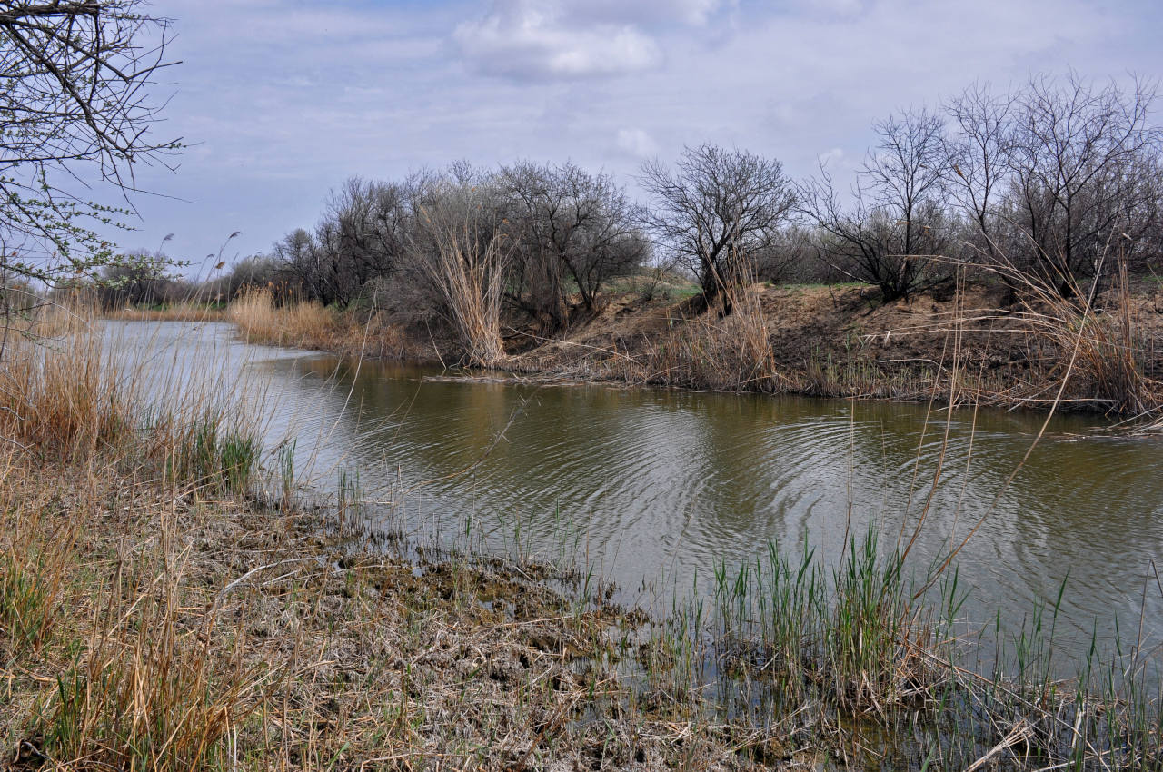 Окрестности посёлка Басинск, image of landscape/habitat.