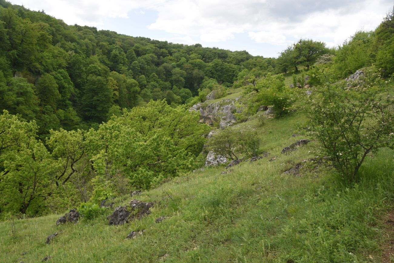 Долина реки Мишоко, image of landscape/habitat.