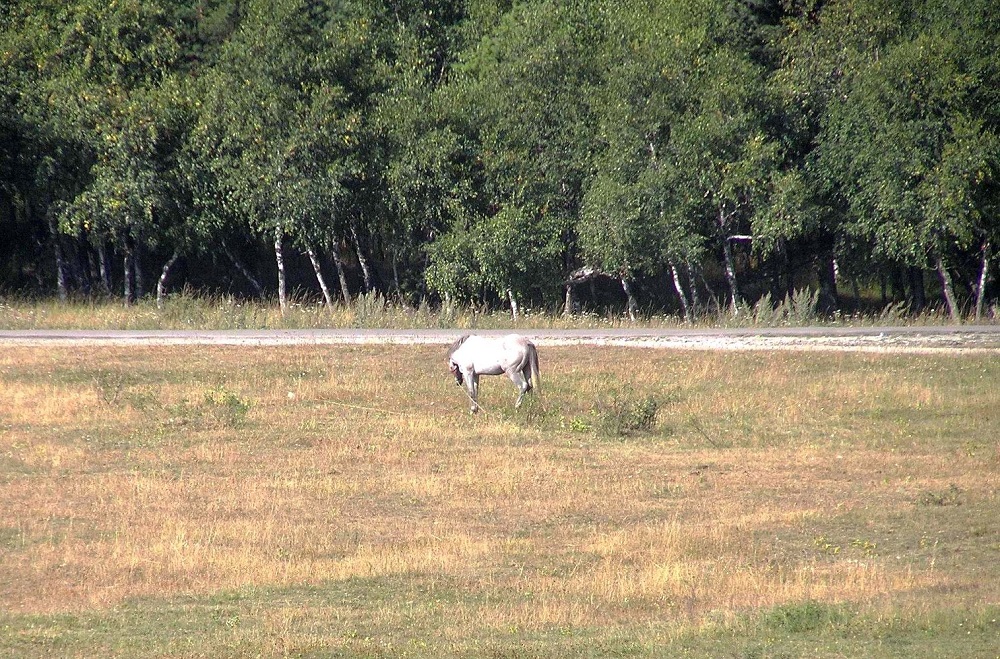 Ай-Петринская яйла, image of landscape/habitat.