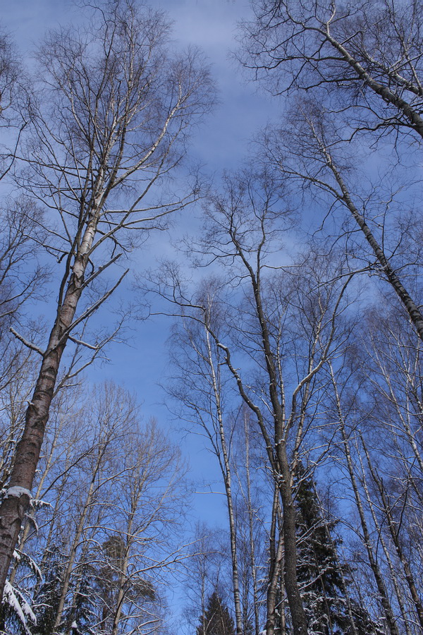 Парк "Сергиевка", image of landscape/habitat.