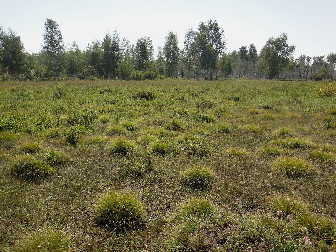 Позднякова, image of landscape/habitat.