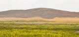 Оронгойская долина, image of landscape/habitat.