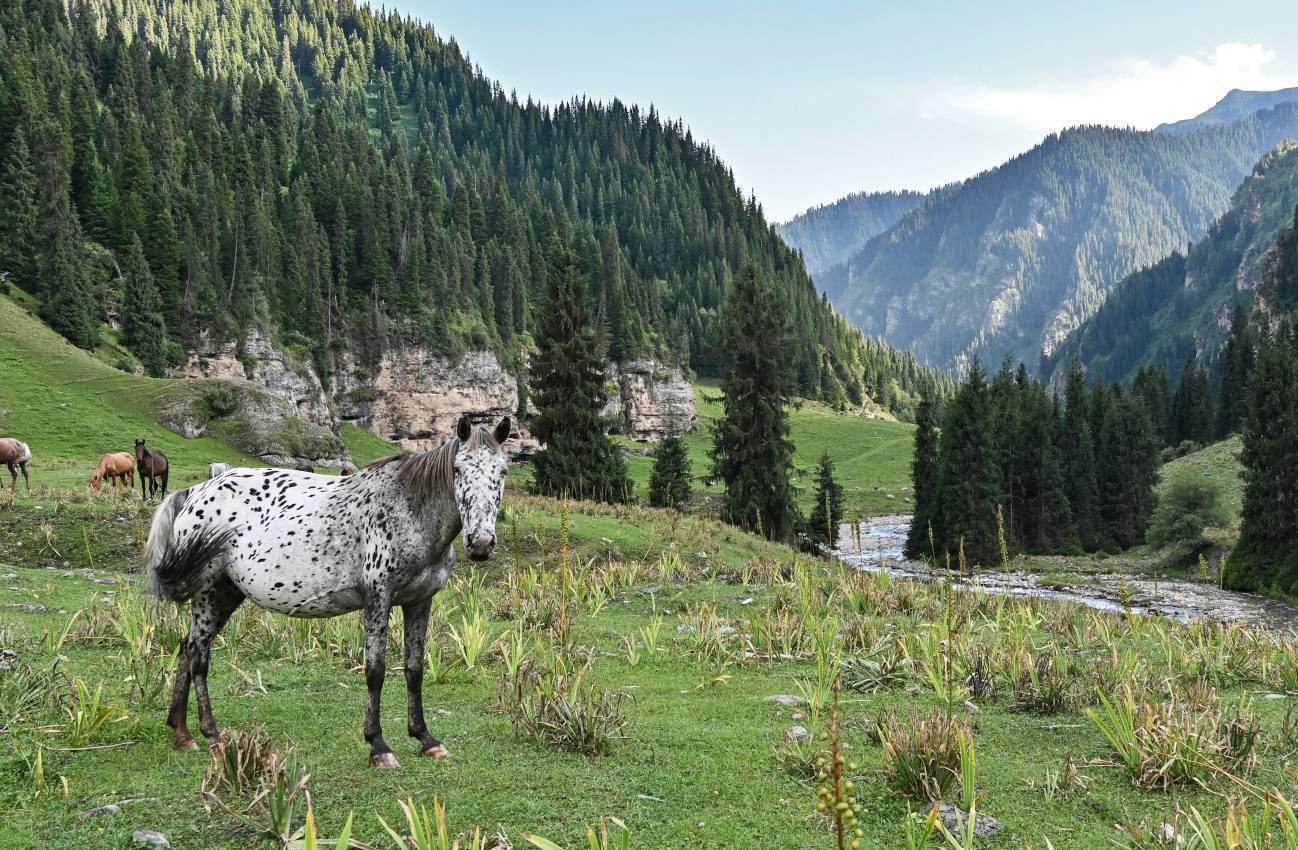 Долина реки Афлатун, image of landscape/habitat.