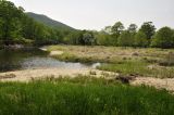 Бухта Просёлочная (Тачингоуза), image of landscape/habitat.