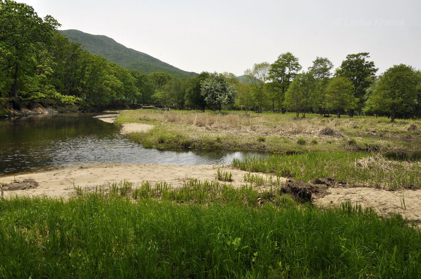 Бухта Просёлочная (Тачингоуза), image of landscape/habitat.