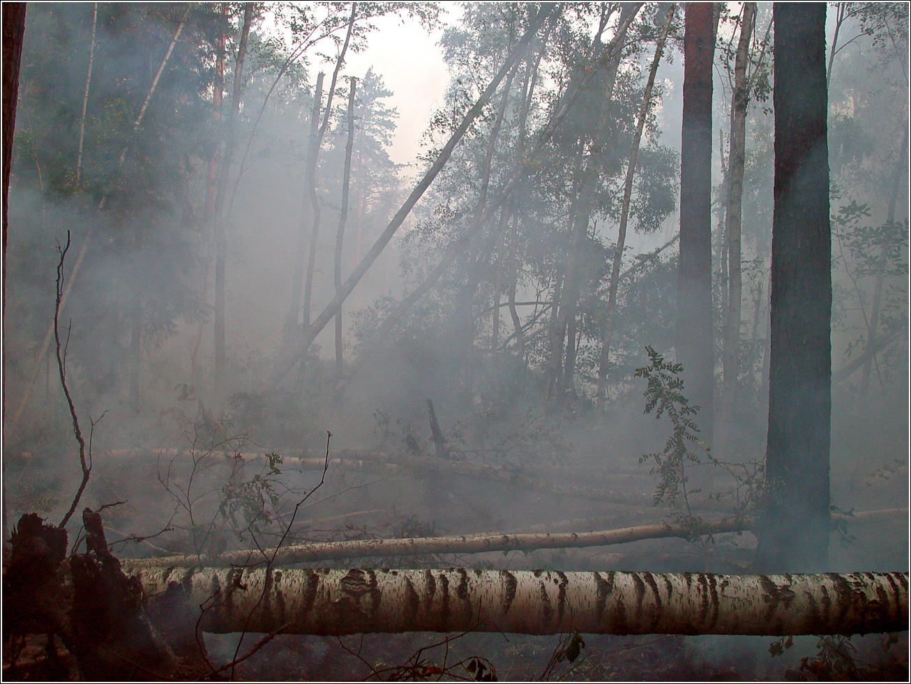 Окрестности Хрипани, image of landscape/habitat.