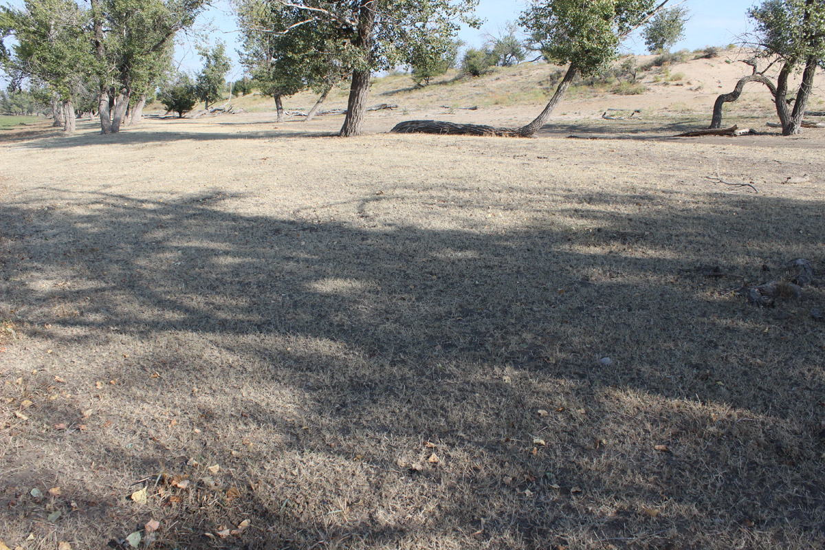 Остров Сарпинский, image of landscape/habitat.