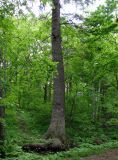 Ботанический сад и его окрестнос, image of landscape/habitat.