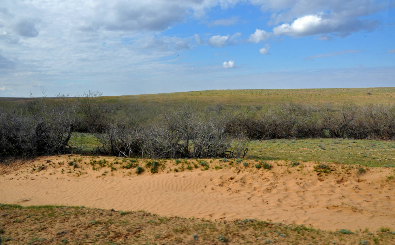 Ильмень Большой Сарул, image of landscape/habitat.