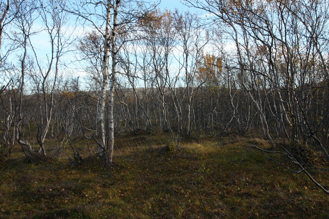 Юринга, image of landscape/habitat.