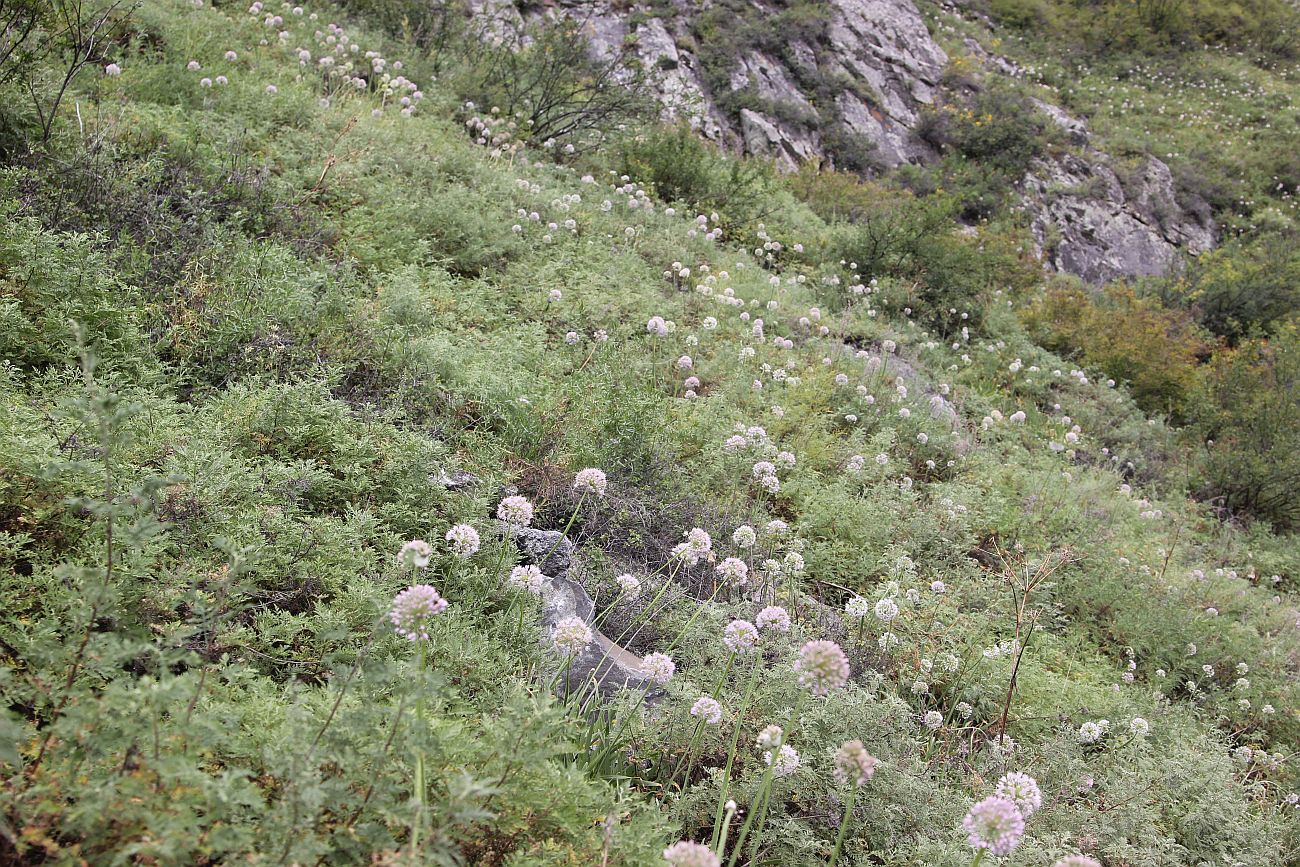 Окрестности водопада Учар, image of landscape/habitat.