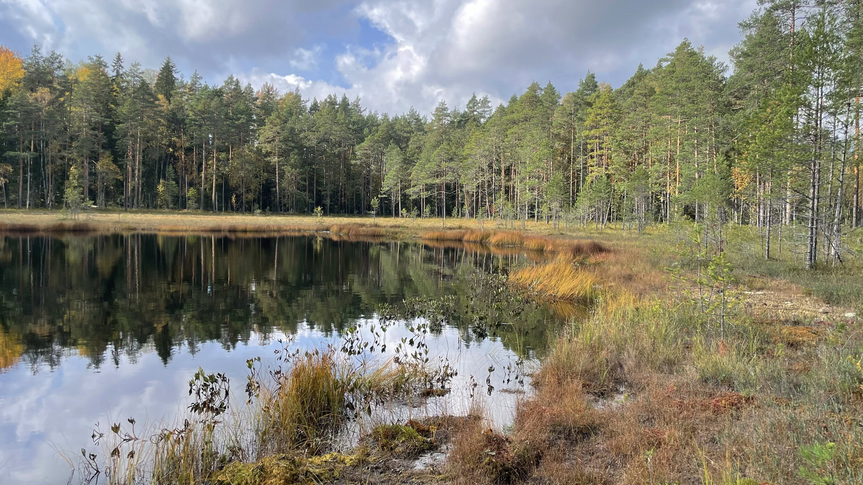 Каменногорское горпоселение, image of landscape/habitat.