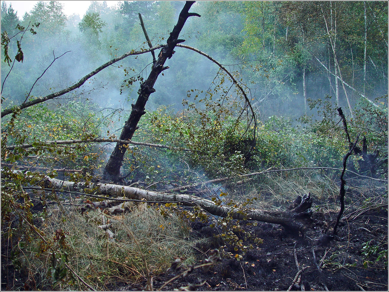 Окрестности Хрипани, image of landscape/habitat.