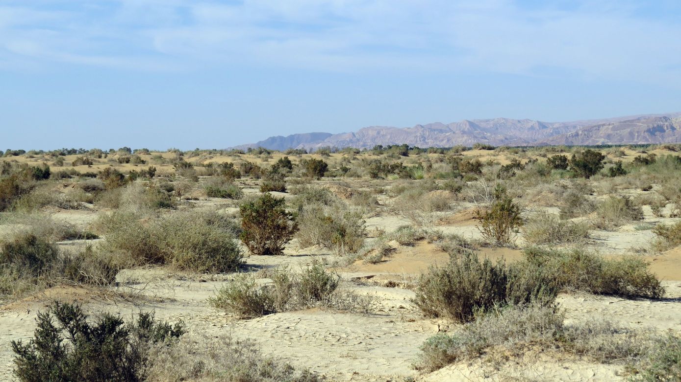 Солончак Мелихат-Йотвата, image of landscape/habitat.