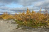 Горелая сопка, image of landscape/habitat.