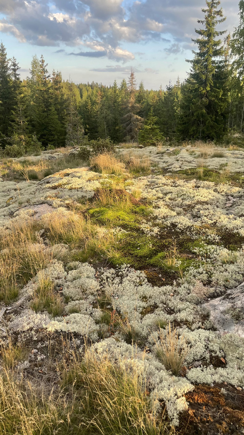 Каменногорское горпоселение, image of landscape/habitat.