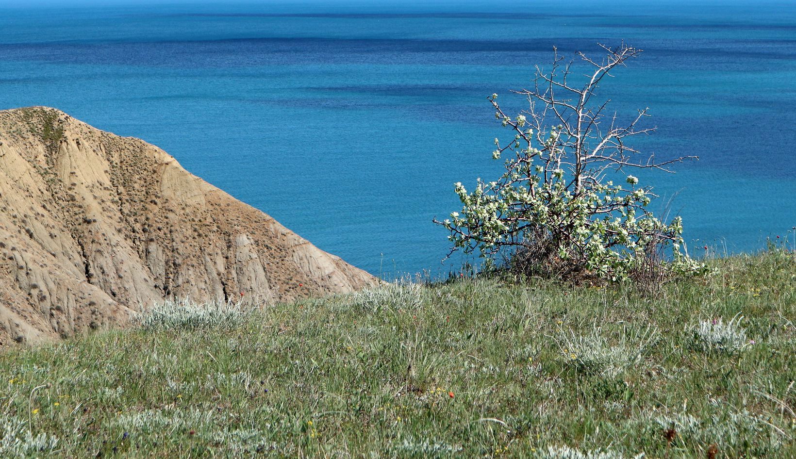 Лисья бухта, image of landscape/habitat.