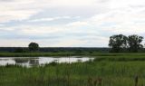 Левый берег реки Волга, image of landscape/habitat.