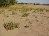 Барнаул, image of landscape/habitat.